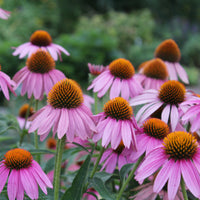 Delphinium, Salvia, Echninacea - Weiße und rosa Stauden - Blühende Stauden