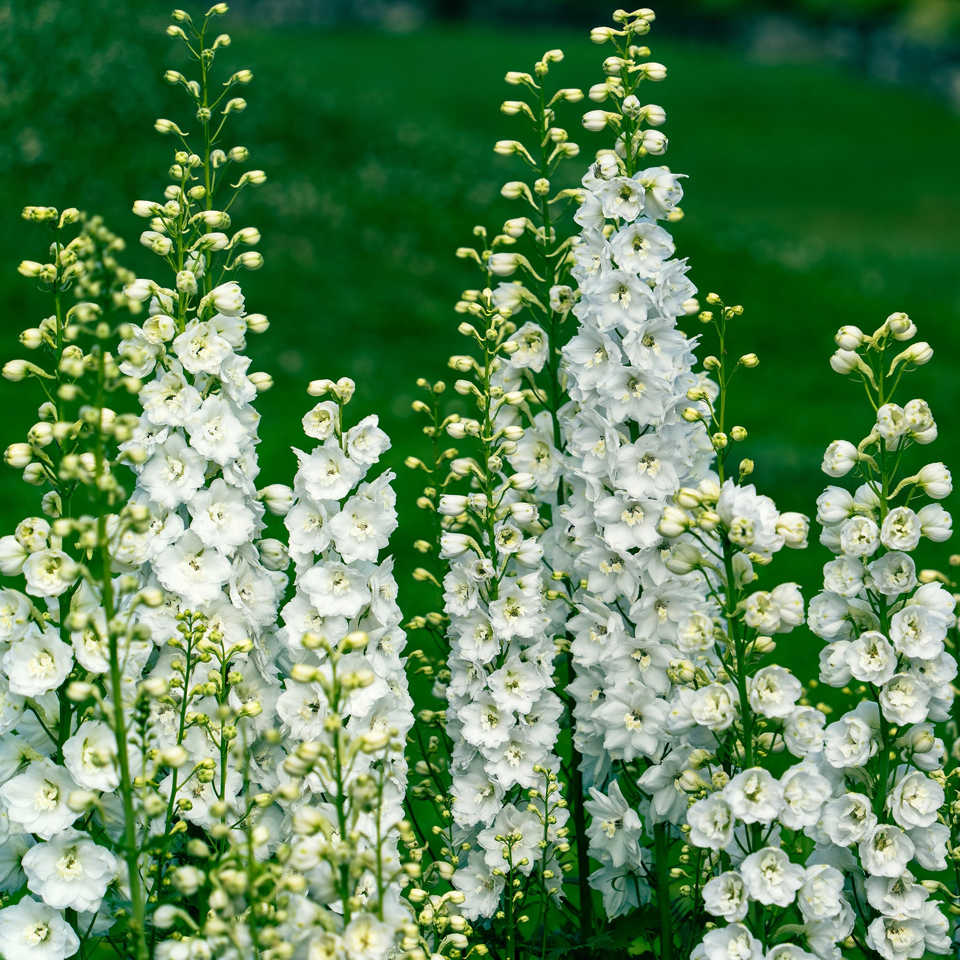 Weiße und rosa Stauden - Delphinium, Salvia, Echninacea - Bakker