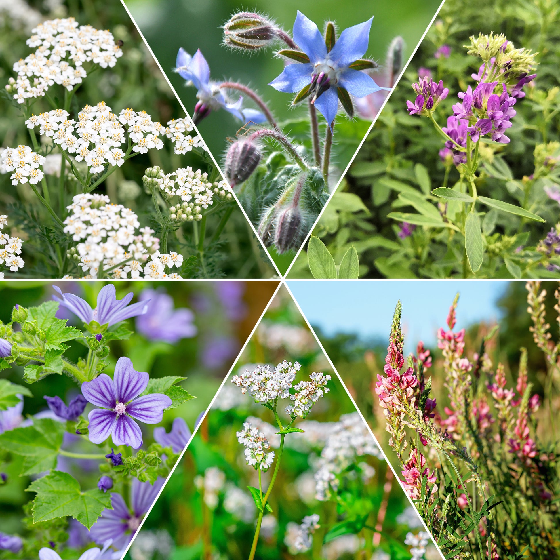 Saatgut Blumenmischung für Fauna und Flora