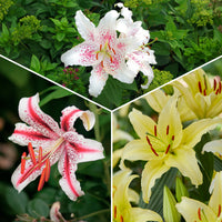 Trio duftende orientalische Lilien - Bakker