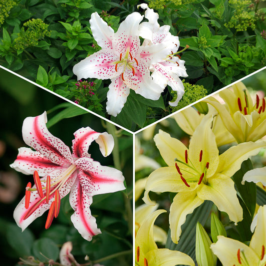 Trio duftende orientalische Lilien - Bakker