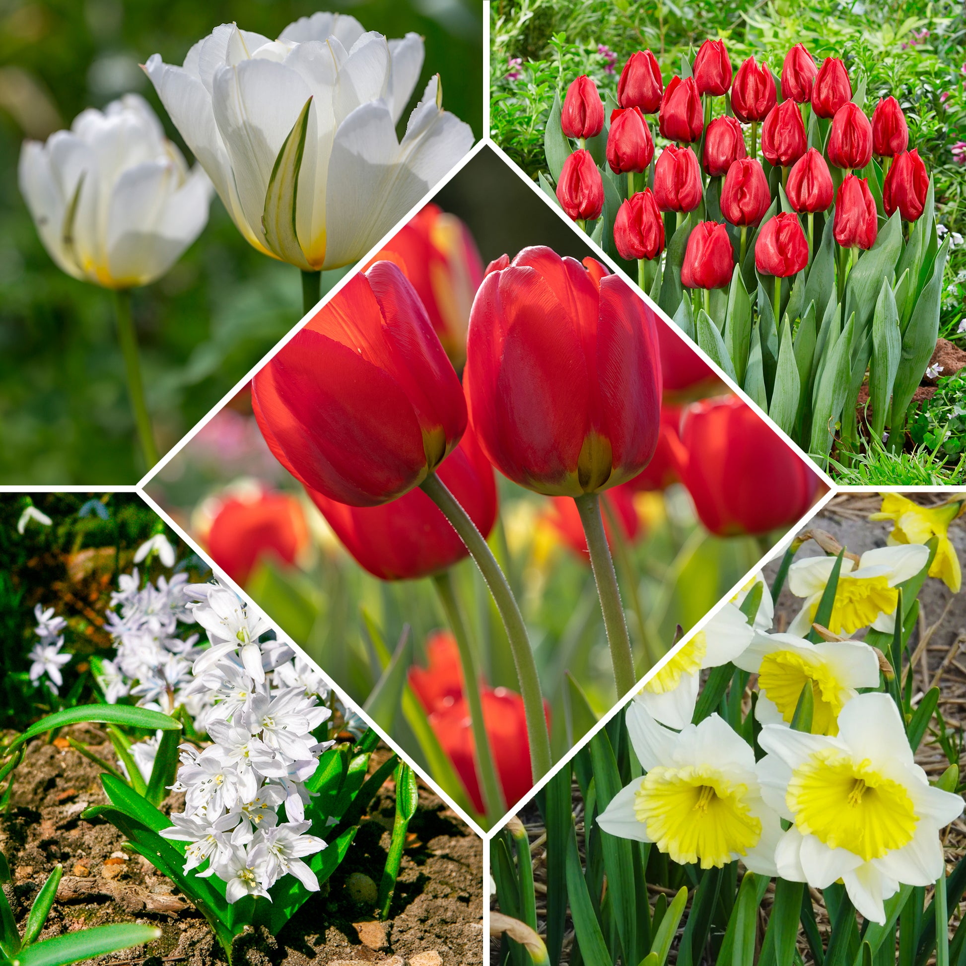 Frühlingsblumenzwiebeln für rot-weißes Beet - Narcissus Ice Follies, Pusckina alba, Tulipa Apeldoorn, Exotic Emperor, Seadov - Bakker