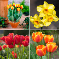 Verkauf Frühlingsblumenzwiebeln für gelb-oranges Beet - Tulipa Orange Breeze, Blushing Apeldorn, Appeldorn's Elite, Narcissus Martinette
