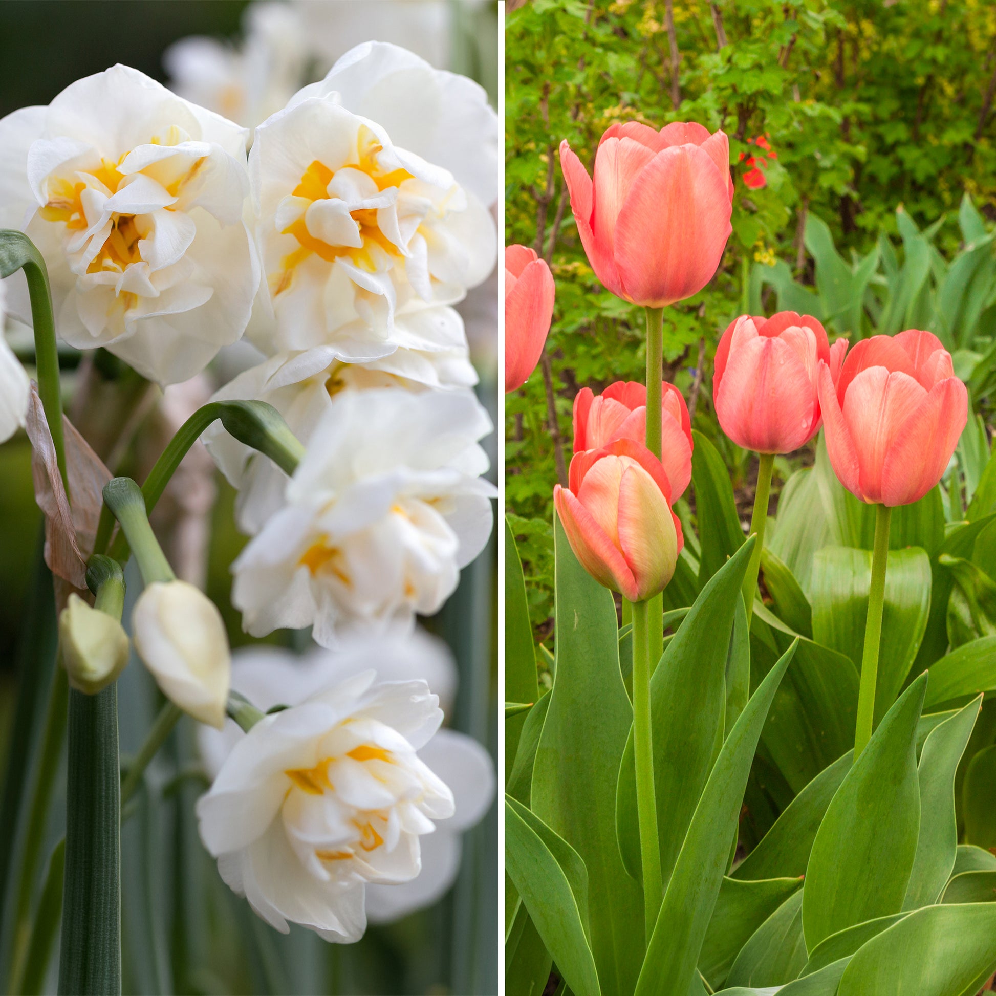 Tulpe Van Eijk & Narzisse Bridal Crown - Tulipa Van Eijk, Narcissus Bridal Crown - Bakker