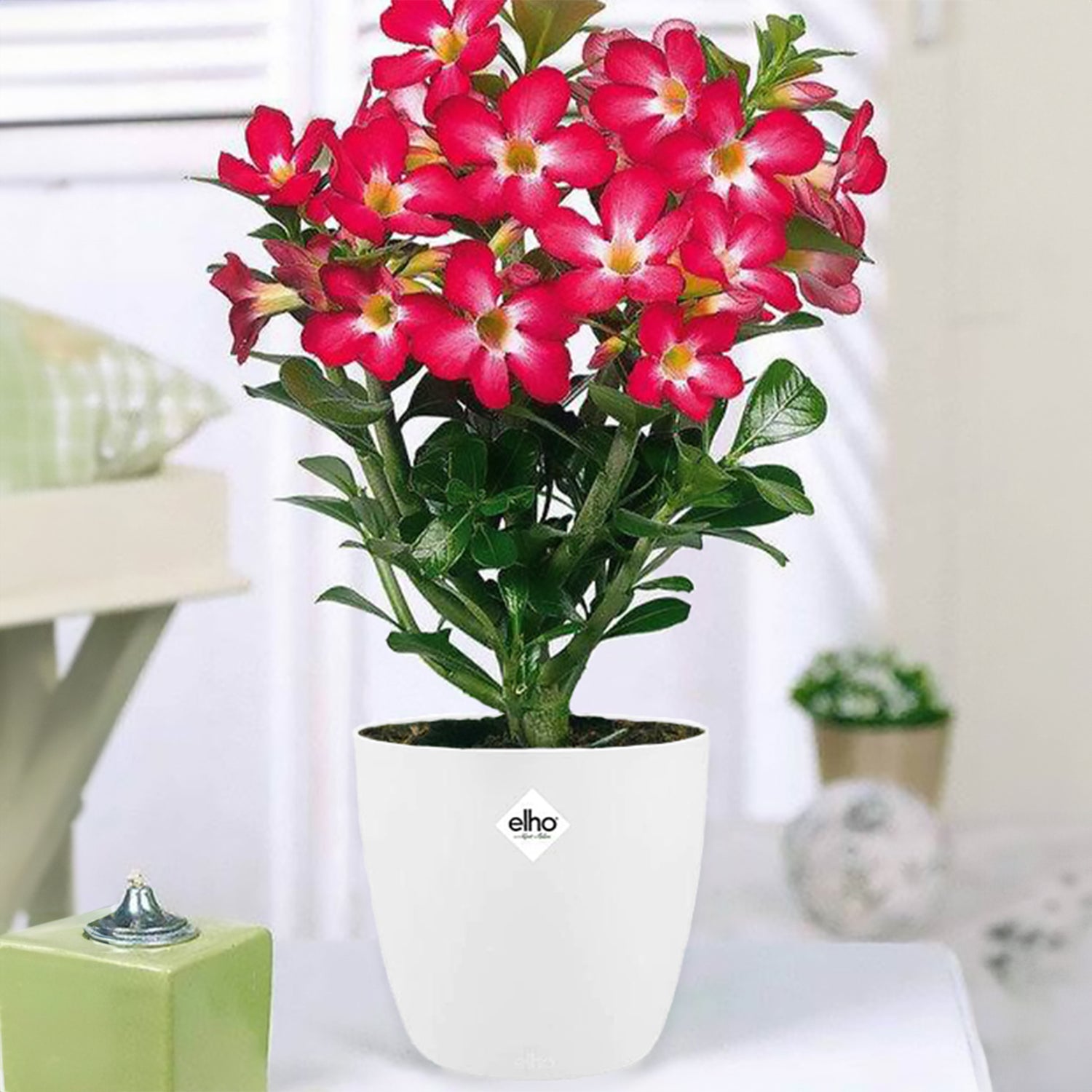 Adenium - Wüstenrose