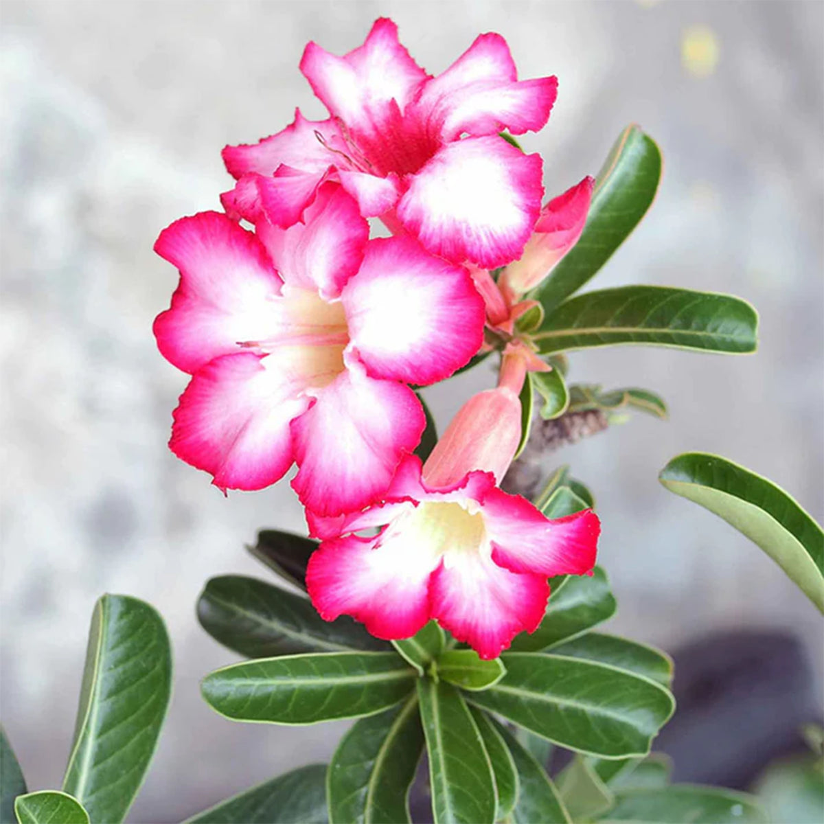 Adenium obesum - Wüstenrose in weißem Blumentopf - Zimmerpflanzen mit Übertopf