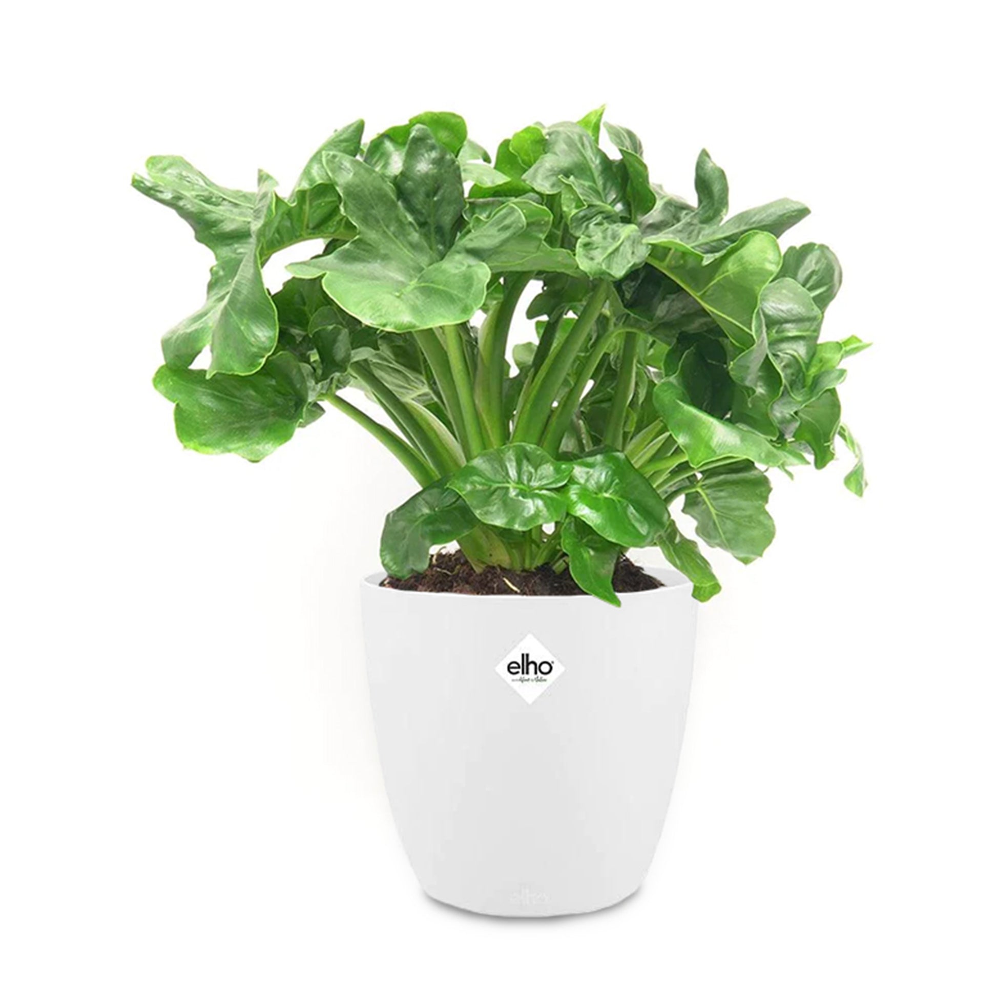 philodendron atom pflege Philodendron 'Atom' im weißen ELHO-Übertopf - Philodendron atom