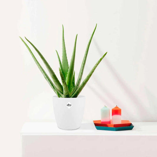 Aloe vera in weißem Blumentopf - Bakker