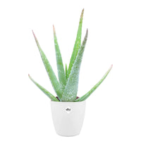 Aloe vera in weißem Blumentopf