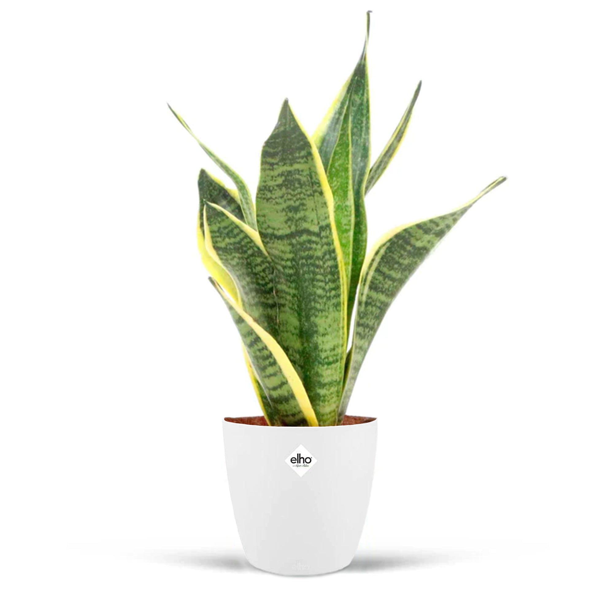 Bogenhanf 'Futura Superba' im weißen ELHO-Übertopf - Sansevieria futura superba