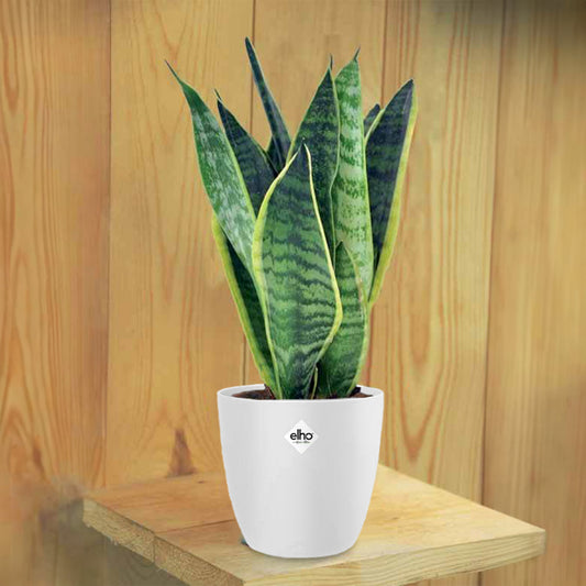 Bogenhanf in weißem Blumentopf - Bakker