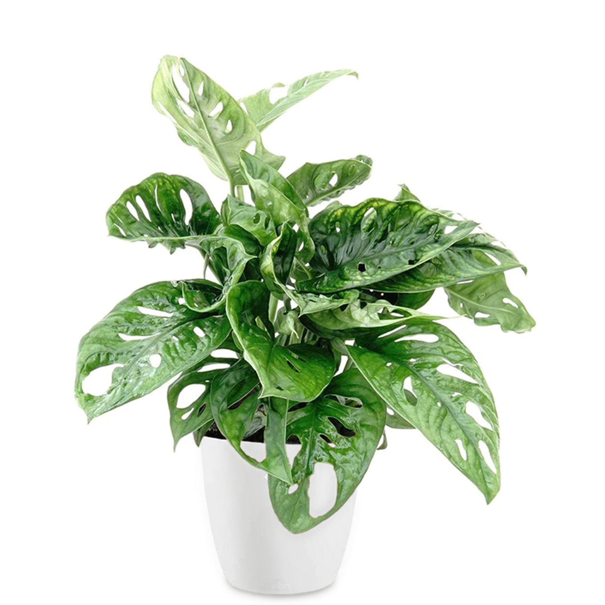 Philodendron Monstera Monkey Mask in weißem Blumentopf ELHO - Monstera deliciosa Monkey Mask