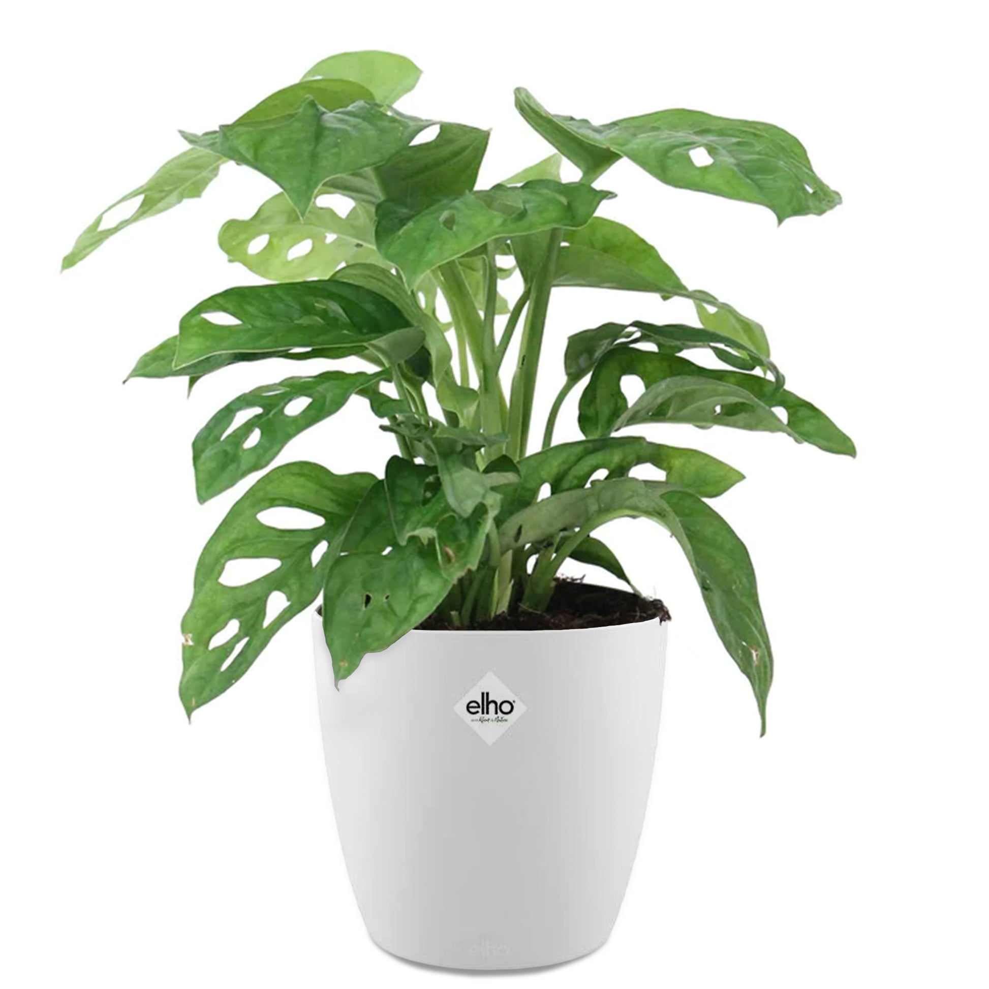 philodendron monkey mask Philodendron Monstera Monkey Mask in weißem Blumentopf ELHO - Monstera deliciosa Monkey Mask