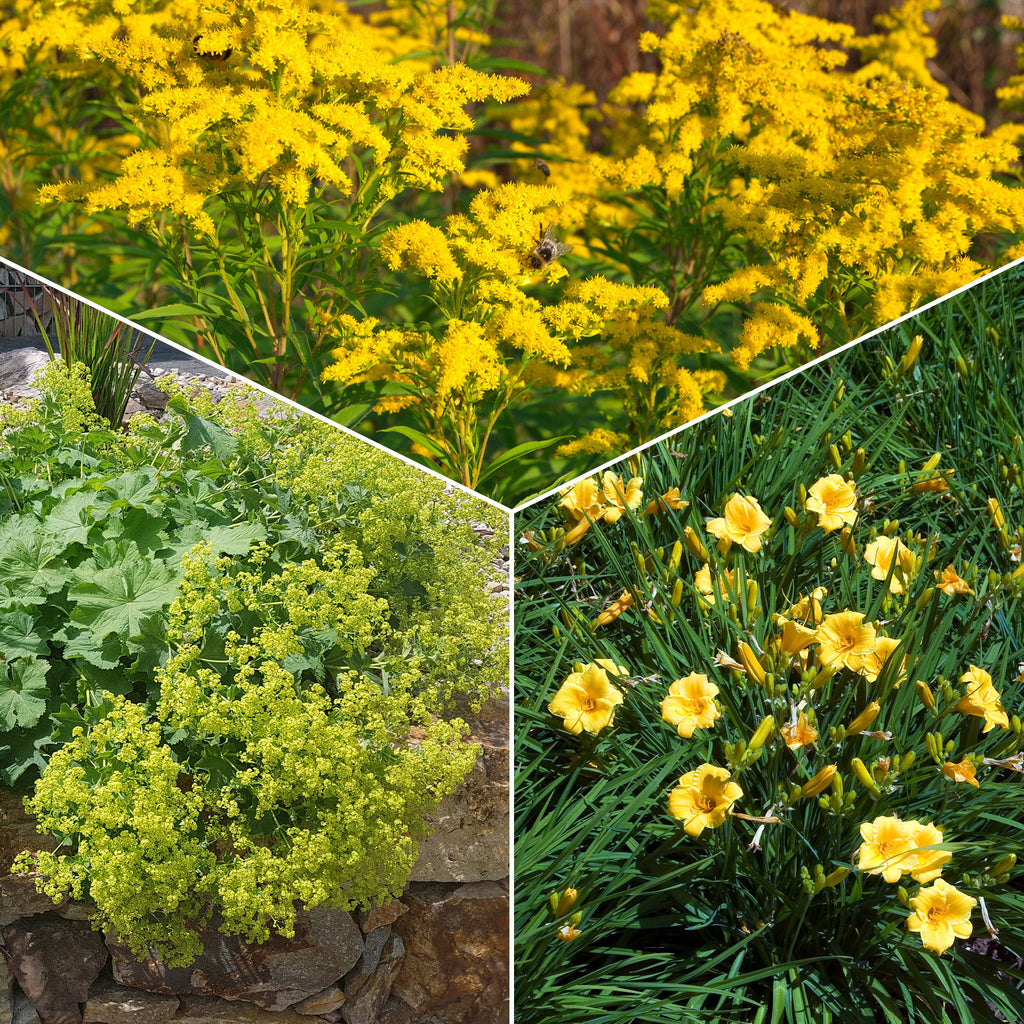 Stauden-Kollektion mit gelber Blüte (x11) - Solidago luteus, alchemilla  mollis, hemerocallis stella de oro