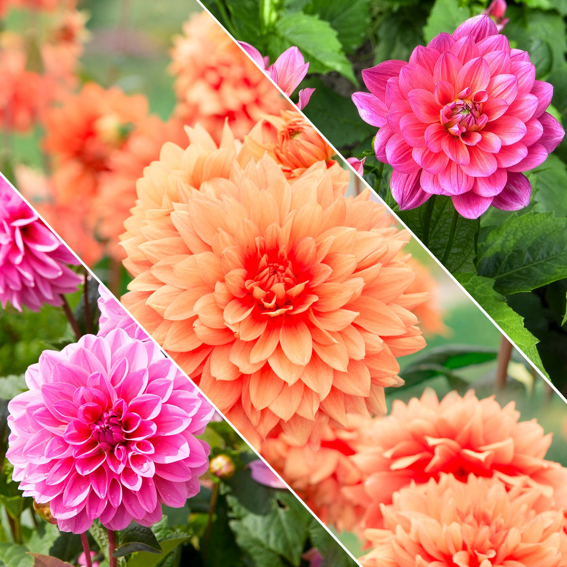 Blumenzwiebeln Zwerg-Dahlien Mischung - Dahlia berliner kleene, bluesette, margareth kleen