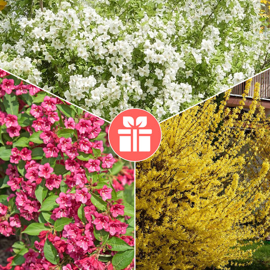 3 Sträucher als Geschenk - Bakker