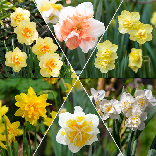 Doppelblütige Narzissen Mischung 'Double Flowers' - Narcissus - Blumenzwiebeln