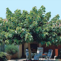 Großblättrige Maulbeere - Maulbeerbaum - Bakker