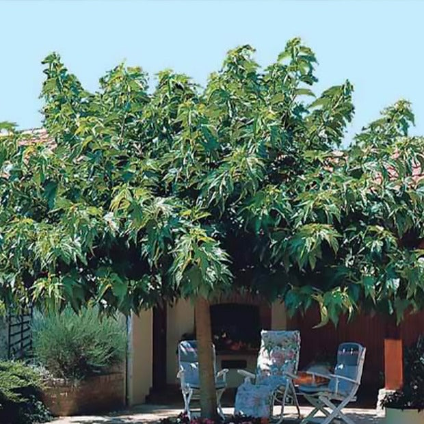 Großblättrige Maulbeere - Morus alba macrophylla