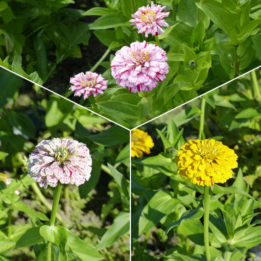 Zinnie Peppermint Stick Mischung - Bakker