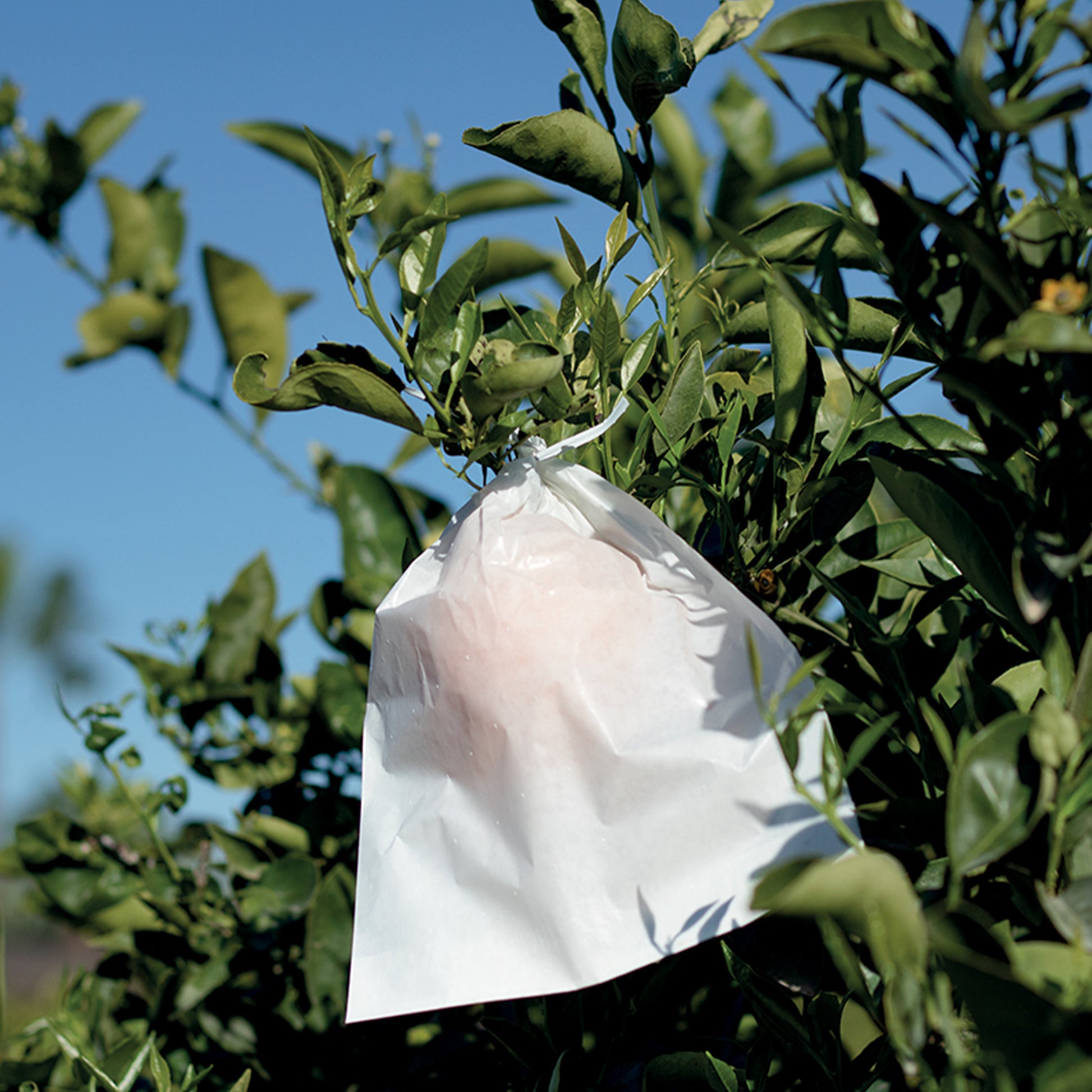  -  - Pflege und Material