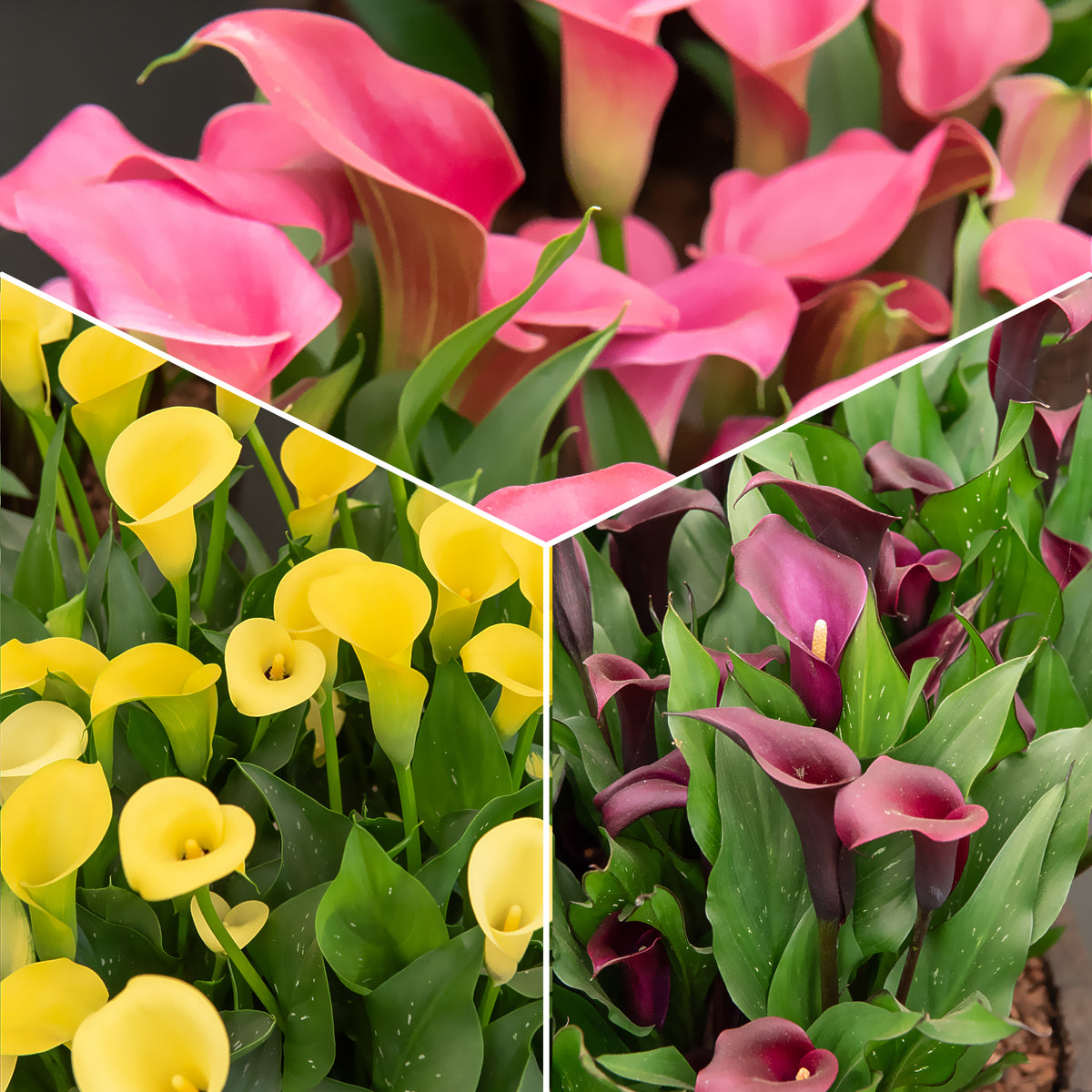 Calla Mischung (rosa + gelb + purpur) (x3) - Bakker