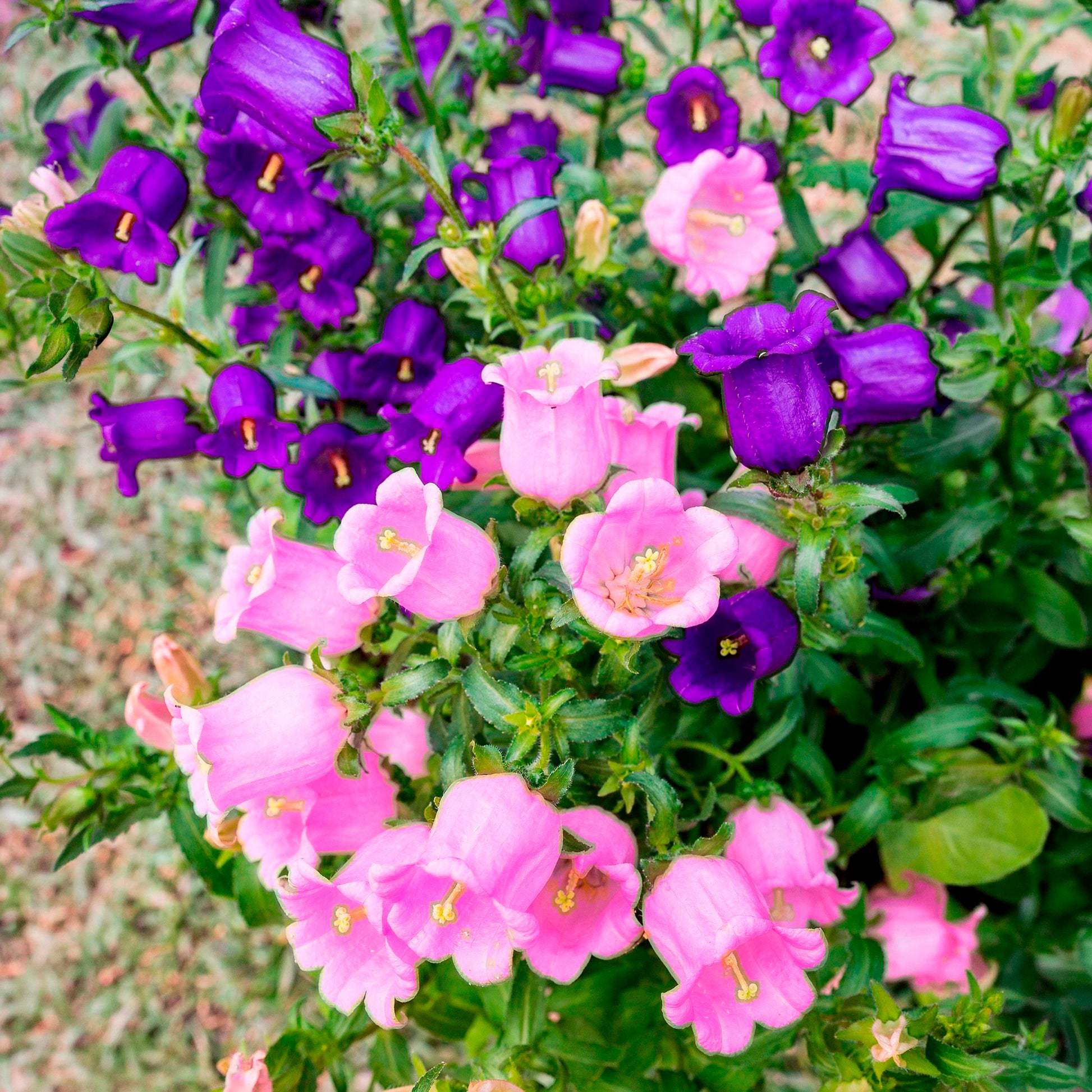 Glockenblumen Mischung Carillon (x2) - Campanula medium carillon - Bakker