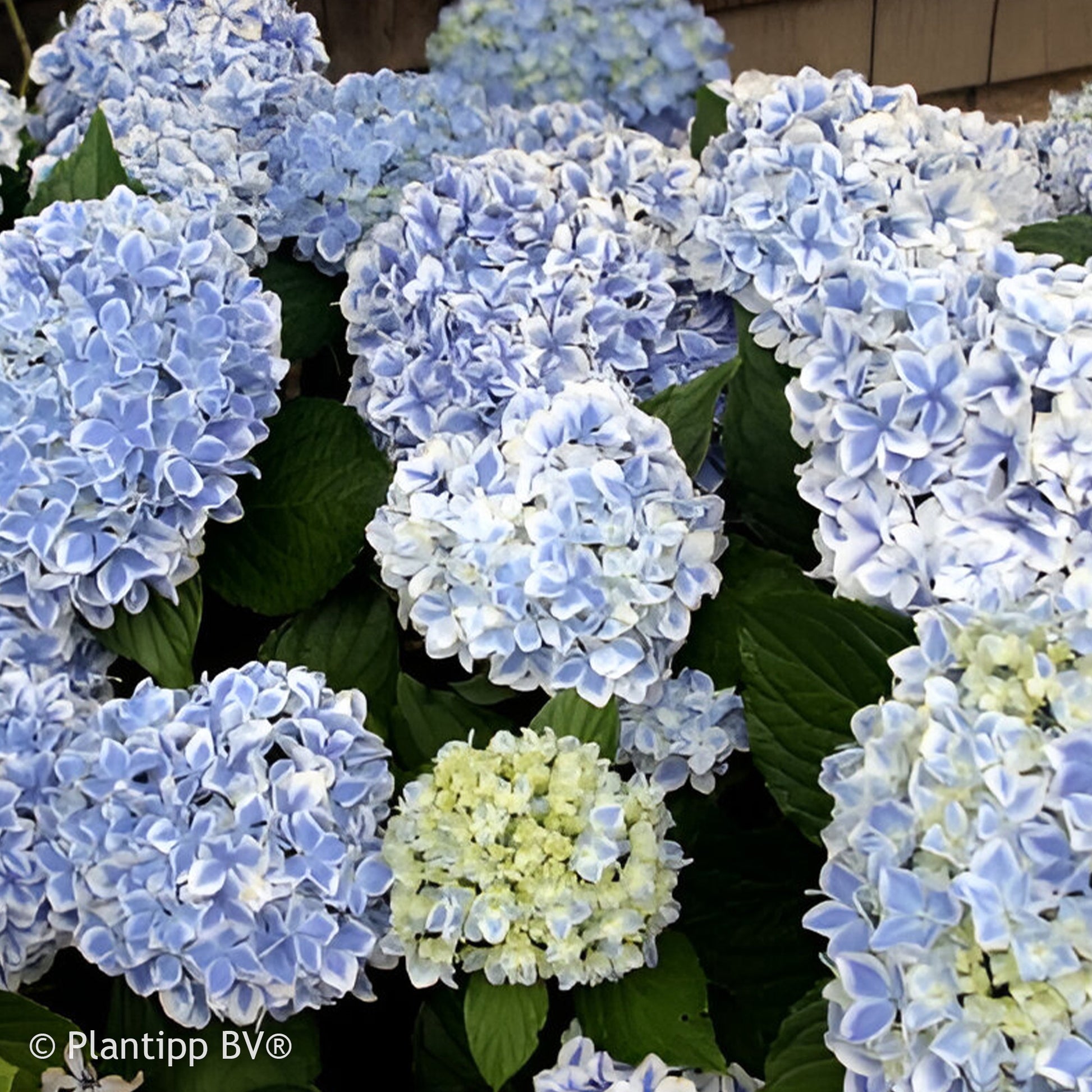 Hydrangea macrophylla peppermint - Hortensie Peppermint - Großblättrige Hortensie