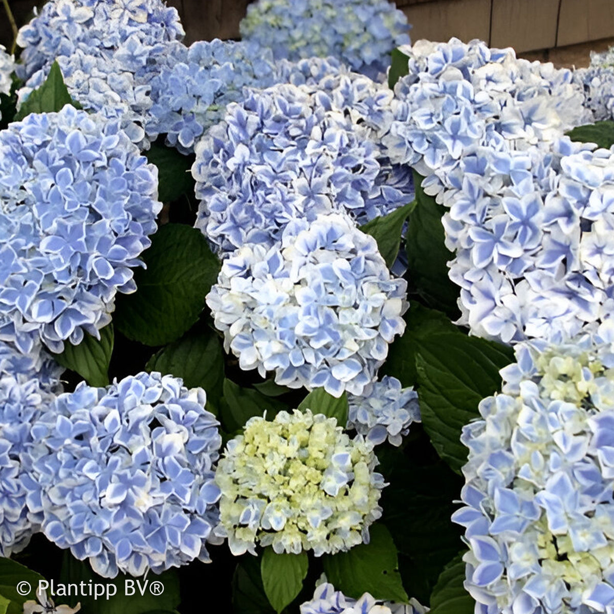 Hydrangea macrophylla peppermint - Hortensie Peppermint - Großblättrige Hortensie