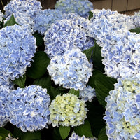 Hydrangea macrophylla peppermint - Hortensie Peppermint - Großblättrige Hortensie