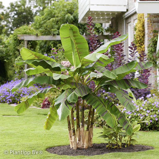 Japanische Bananenpflanze Ever Red - Bakker