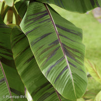 Verkauf Japanische Bananenpflanze Ever Red - Musa sikkimmensis Ever Red