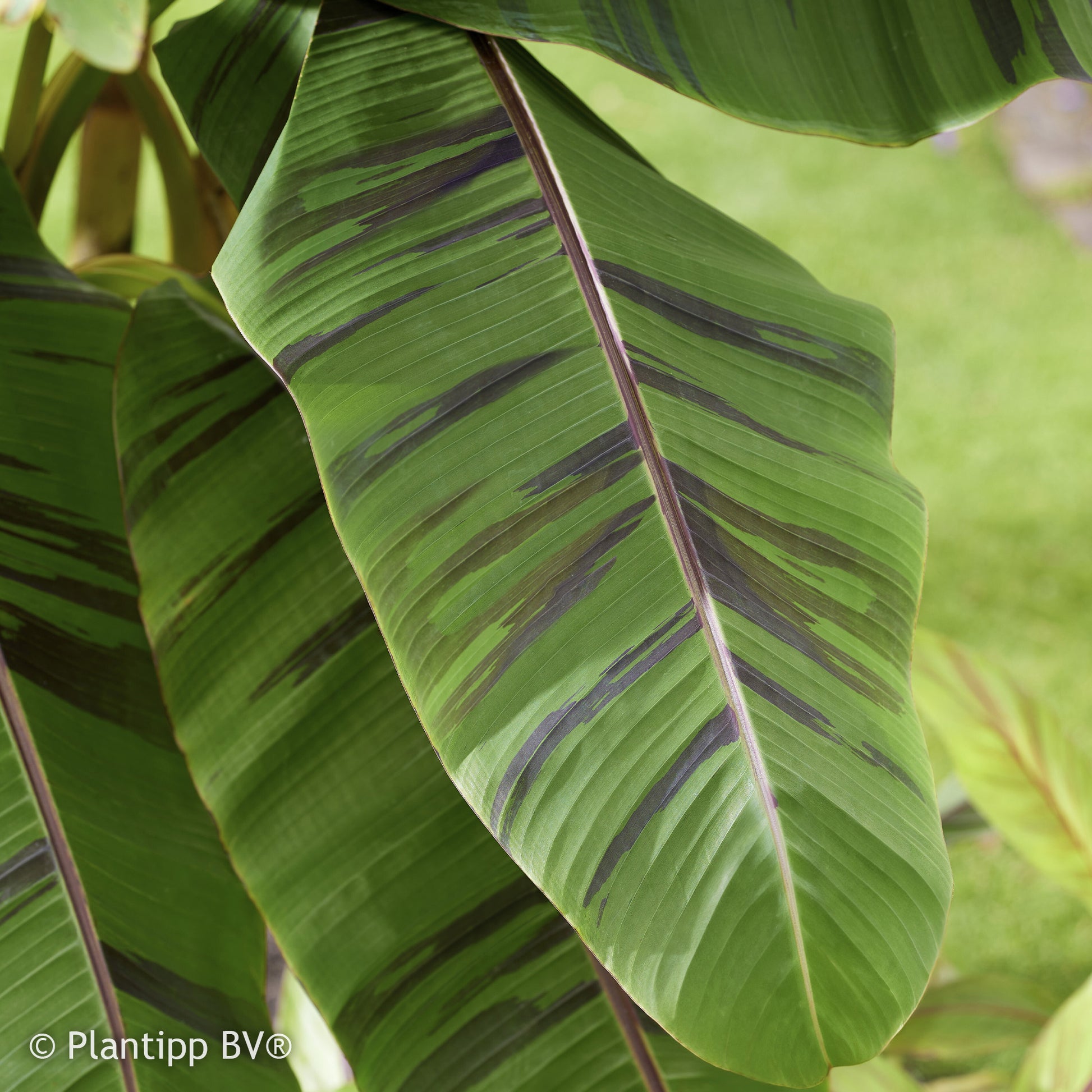 Verkauf Japanische Bananenpflanze Ever Red - Musa sikkimmensis Ever Red