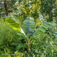 Musa sikkimmensis Ever Red - Japanische Bananenpflanze Ever Red - Bananenbaum  