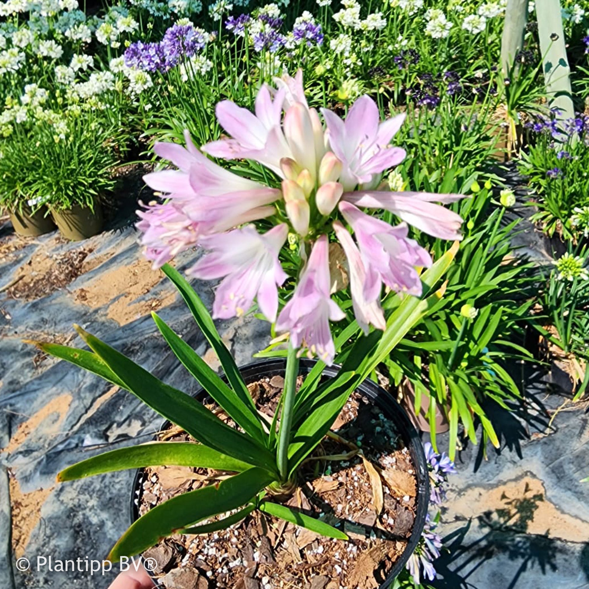 Agapanthus Blush Pink - Agapanthus Blush Pink - Bakker