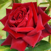 Strauchrose Grande Amore ® - Rosa Grande Amore ® - Pflanzensorten