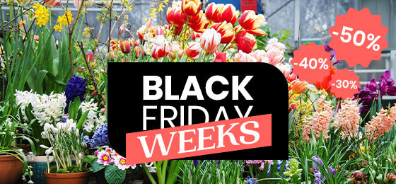 Bis zu -50% auf unsere blumenzwiebeln!