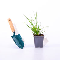 Reitgras Karl Förster - Calamagrostis x acutiflora karl foerster - Bakker
