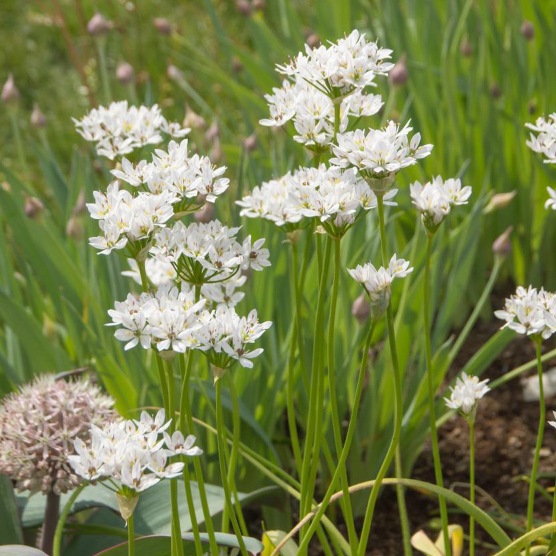 Allium neapolitanum - 50 Zierlauche aus Neapel - Allium-Zwiebeln