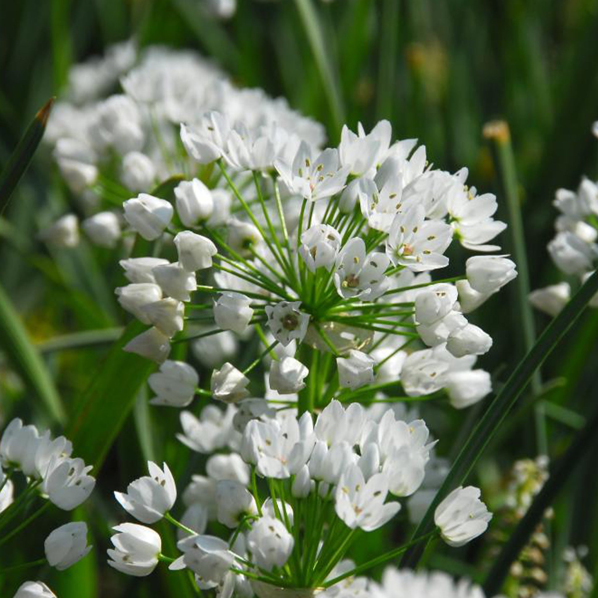 50 Zierlauche aus Neapel - Allium neapolitanum - Bakker