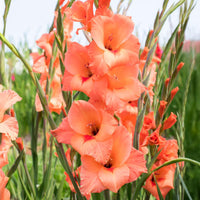 25 Gladiolen Peter Pears - Gladiolus Peter Pears - Bakker