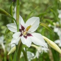 Gladiolus callianthus - 30 Abessinische Gladiolen - Gladiole-Zwiebeln