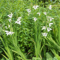 30 Abessinische Gladiolen - Gladiolus callianthus - Bakker