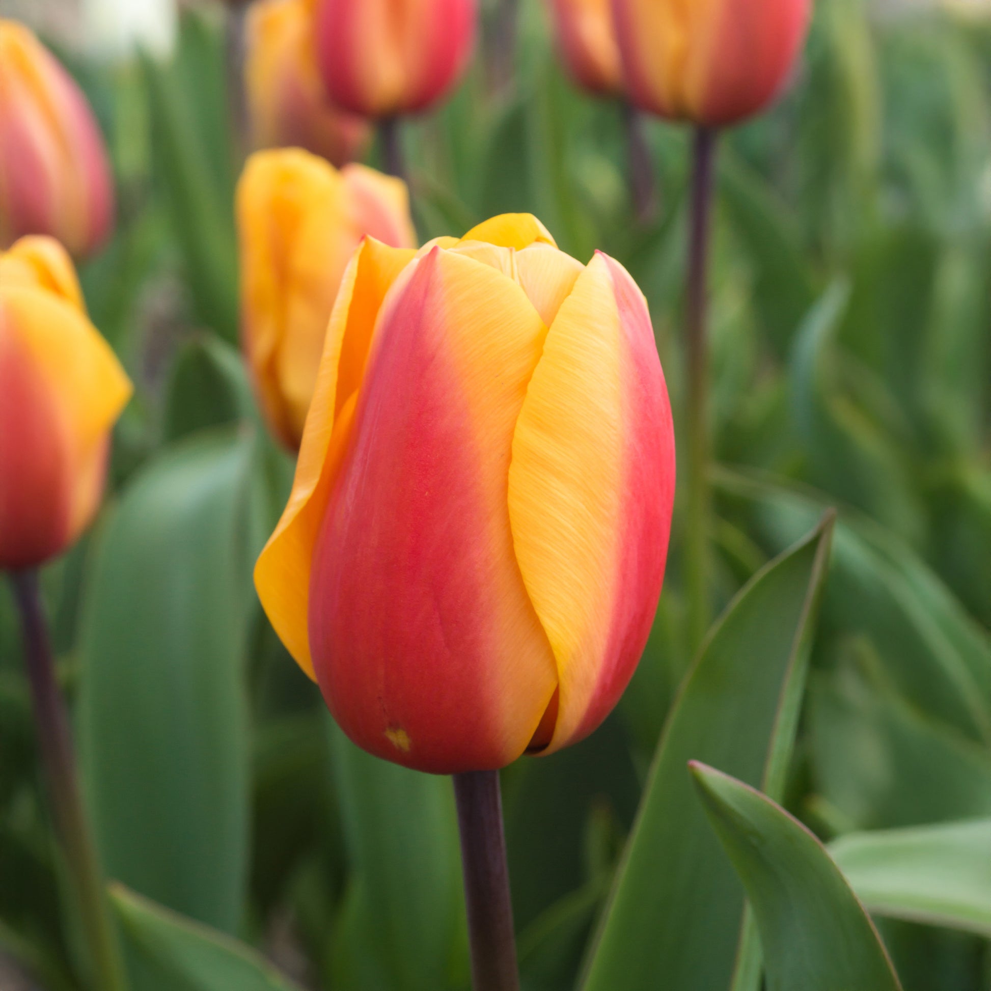 8 Darwin-Tulpen Lalibela Lachs - Tulipa darwin hybrid Lalibela Salmon - Bakker