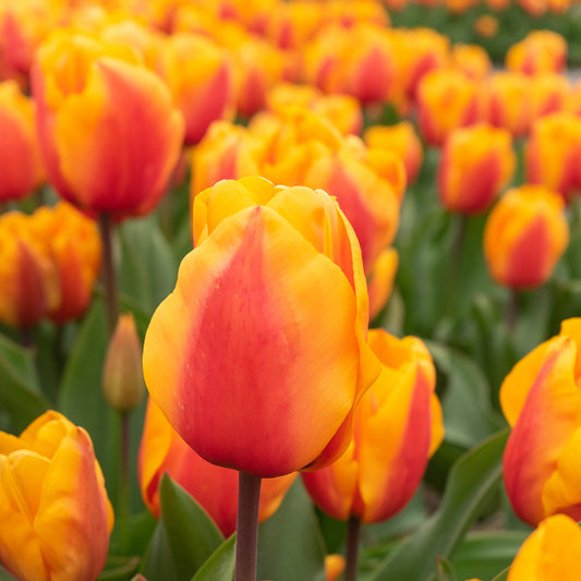 8 Darwin-Tulpen Lalibela Lachs - Bakker