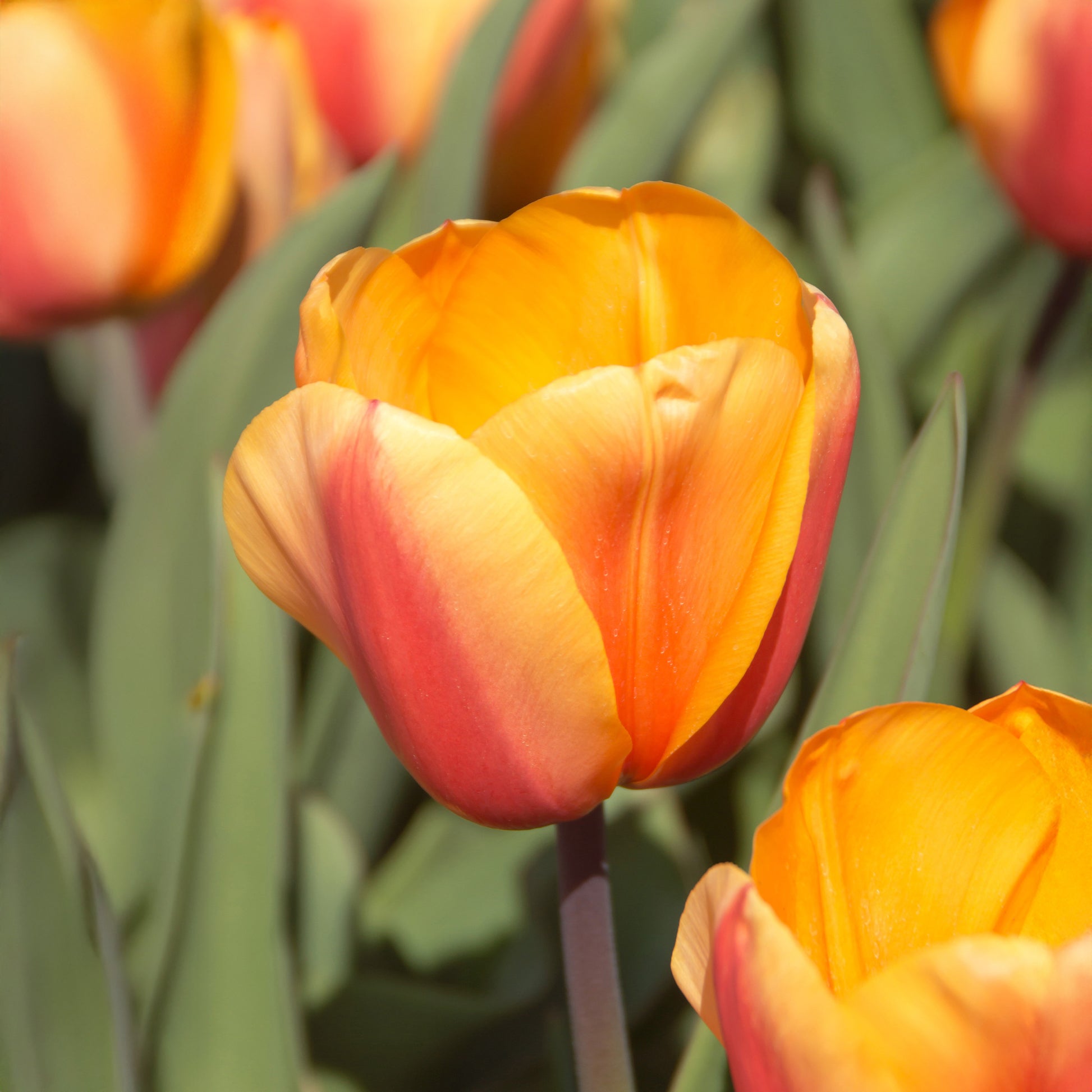 Tulipa darwin hybrid Lalibela Salmon - 8 Darwin-Tulpen Lalibela Lachs - Tulpen-Zwiebeln