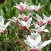 Tulipa peppermint stick - 12 Tulpen Peppermint Stick - Tulpen-Zwiebeln