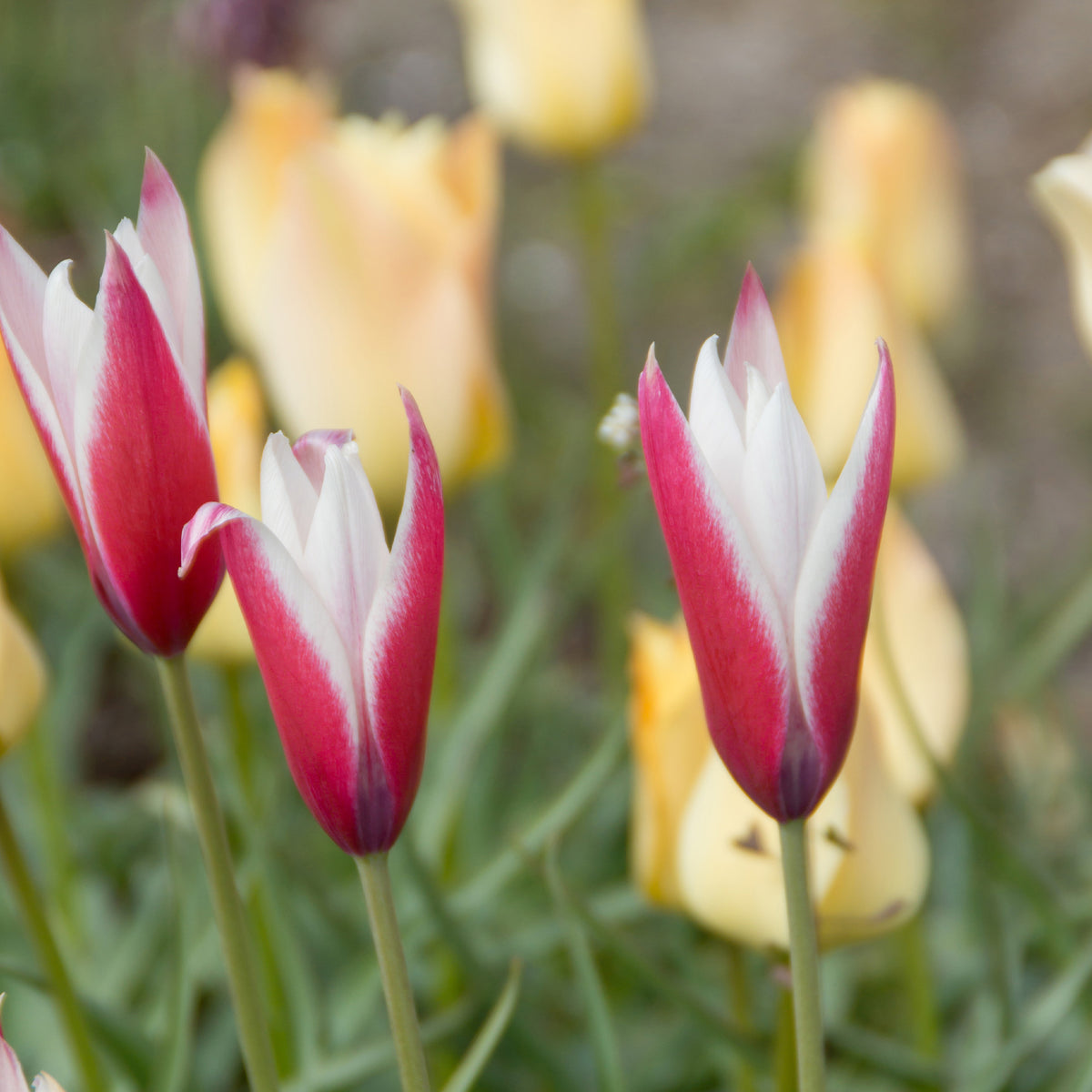 12 Tulpen Peppermint Stick - Bakker