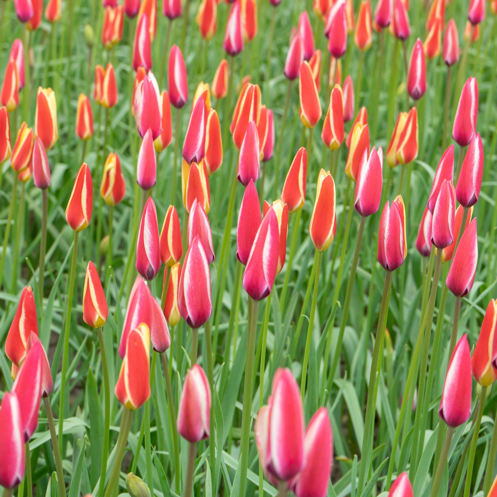 Tulpen-Zwiebeln - 12 Tulpen Peppermint Stick - Tulipa peppermint stick