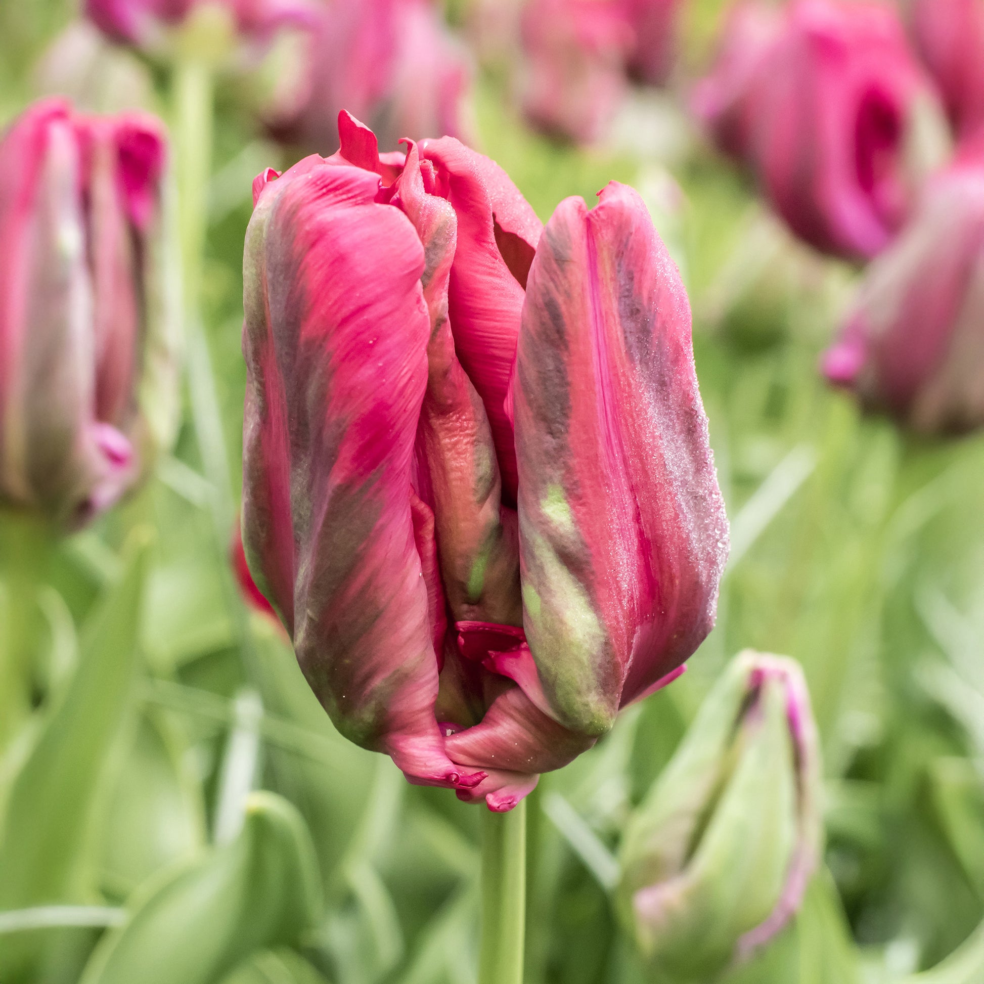 8 Papageientulpen Red Madona - Tulipa parrot Red Madona - Bakker